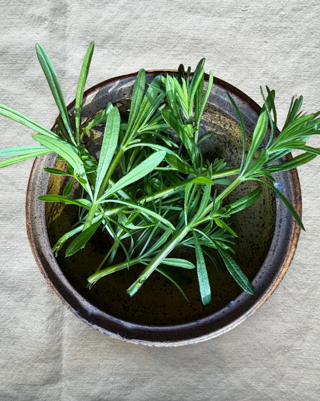 Cleavers: The Sticky Spring Tonic Herb You Can Forage Now