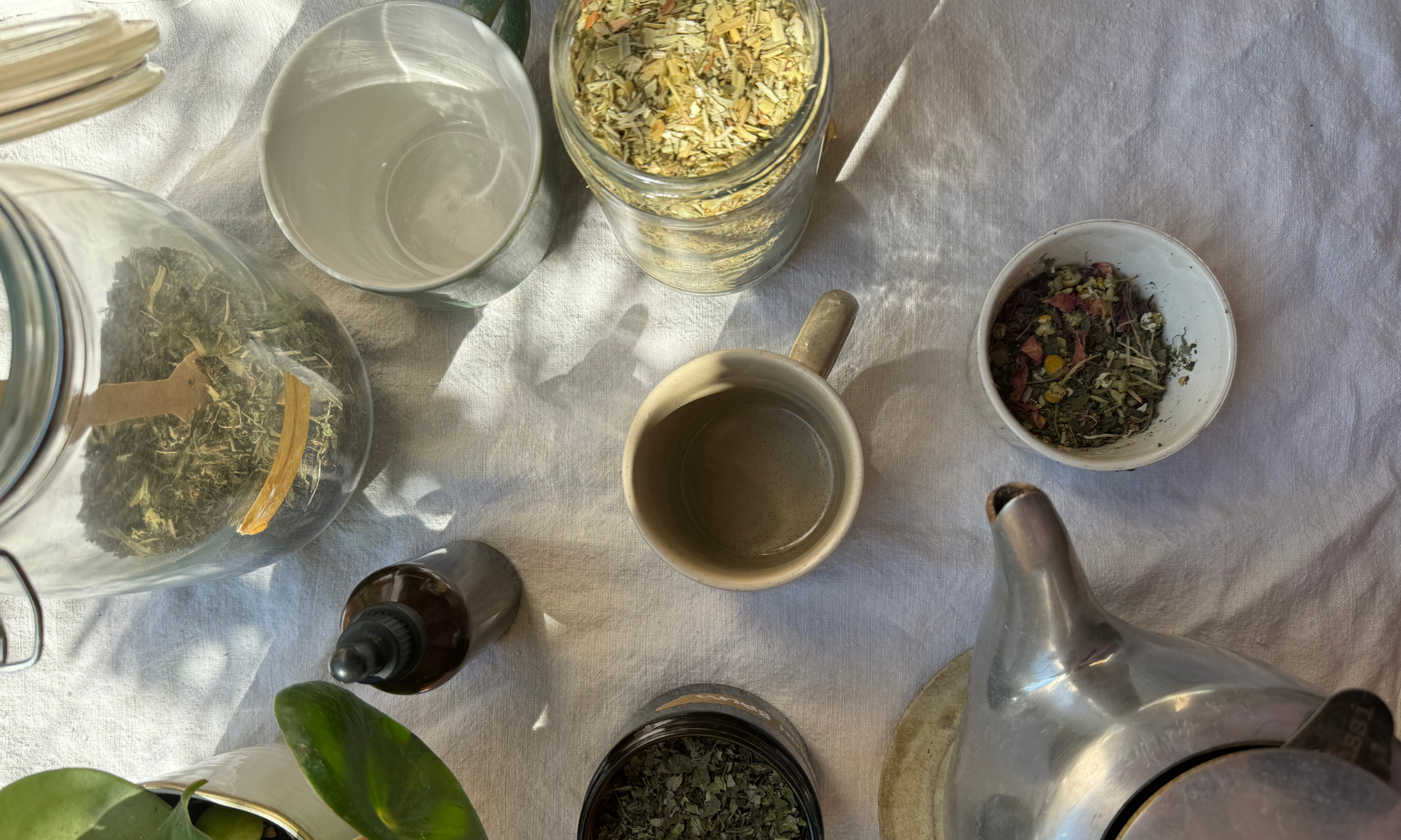 Herbal Support for Everyday Nourishment